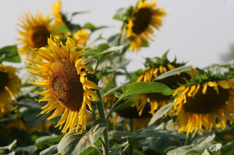 Sunflower Art